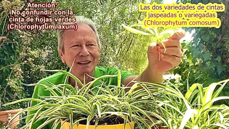 Tipos de cintas para el cuidado de plantas
