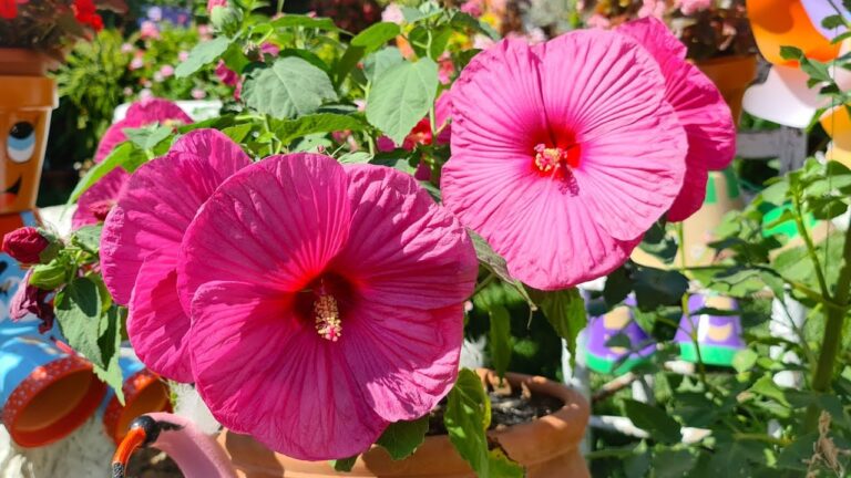 Guía para la Floración del Hibisco