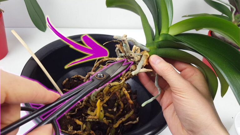 Guía Práctica para Trasplantar Orquídeas