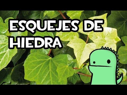 Guía Práctica para Cultivar Esquejes de Hiedra en Agua