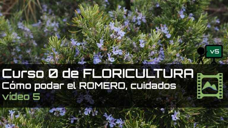 Guía Práctica para Podar el Romero Efectivamente