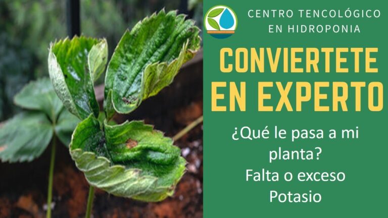 Efectos y Soluciones del Exceso de Potasio en las Plantas