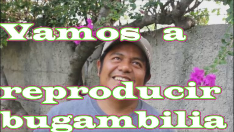 Cómo Sacar Semillas de Buganvilla Eficazmente
