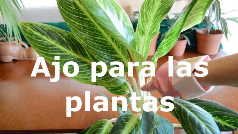 Beneficios del agua con ajo para el cuidado de las plantas