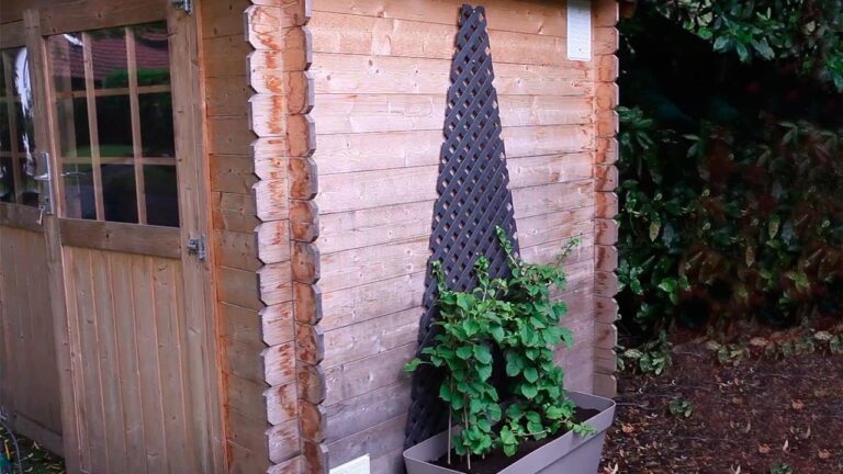 Plantas Ideales para Celosías: Belleza y Funcionalidad