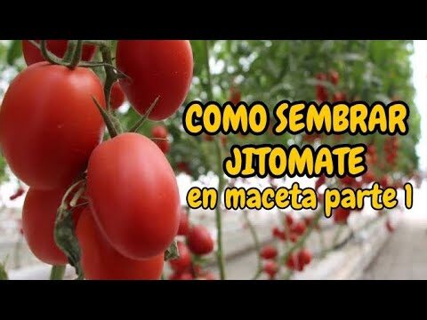Guía Práctica para Plantar Semillas de Tomate en Maceta