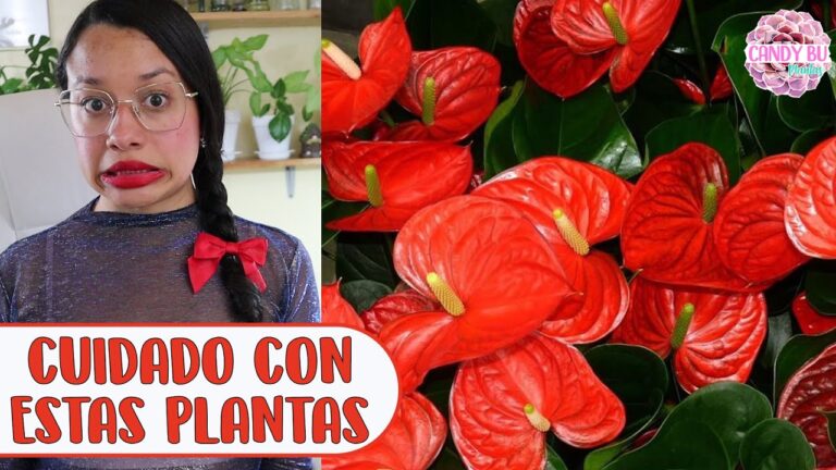 Las Mejores Plantas de Anthurium para Gatos