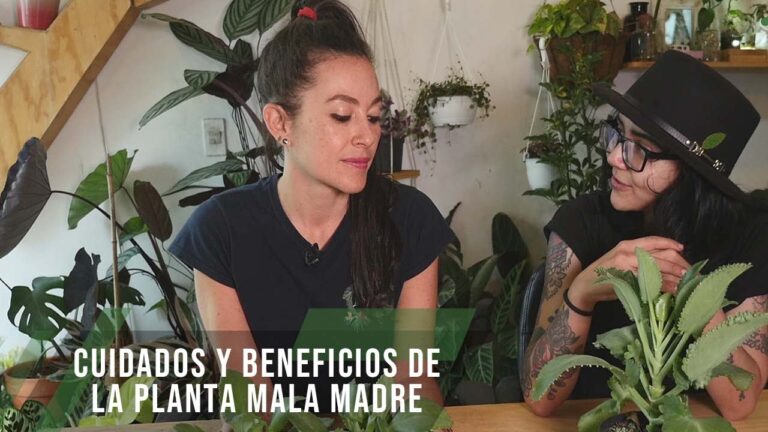 La Flor de la Planta Mala Madre: Cuidado y Curiosidades