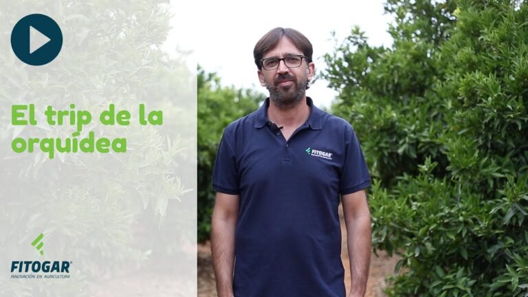 Aventura en el Trip de la Orquídea