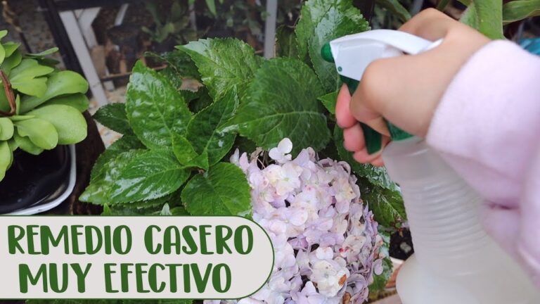 Estrategias Efectivas para Eliminar Hongo Blanco en Plantas