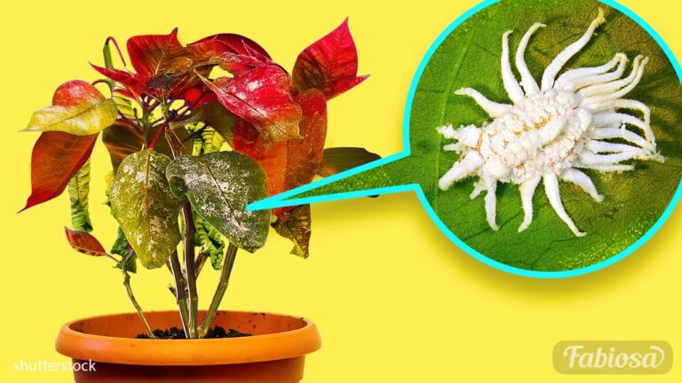Prevenci&oacute;n y tratamiento de enfermedades en la flor de pascua