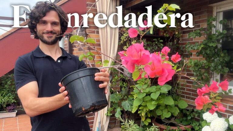 Plantas Trepadoras Resistentes para el Exterior