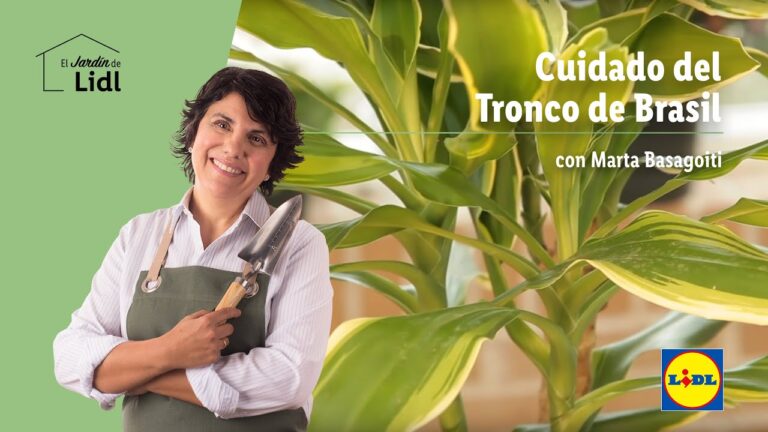 Análisis del Precio del Tronco de Brasil en el Mercado Actual