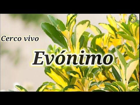 Cultivo de Evonimo en Maceta: Guía Práctica