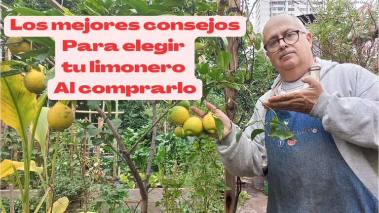 Guía para Comprar un Limón Grande de Calidad