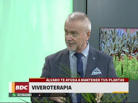 Cuidado y Cultivo de Palmera Canaria en Maceta