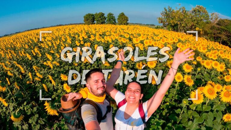 Descubre los Encantadores Campos de Girasoles en Valencia