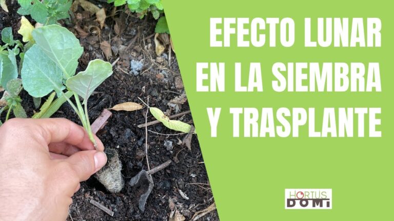 Beneficios del Trasplante en Luna Llena