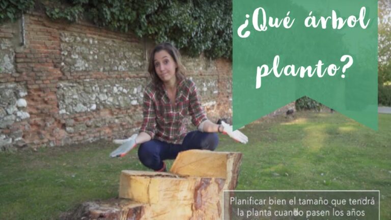 Los Mejores Árboles de Jardín de Hoja Perenne