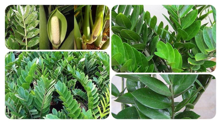 Zamioculcas: La Planta de la Suerte