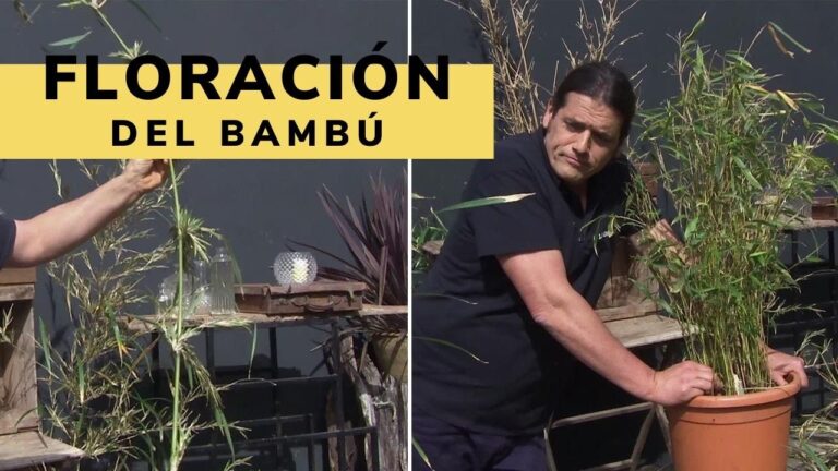 Frecuencia de Floraci&oacute;n del Bamb&uacute;