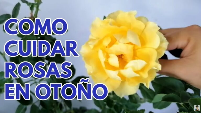 Gu&iacute;a para podar rosales en oto&ntilde;o