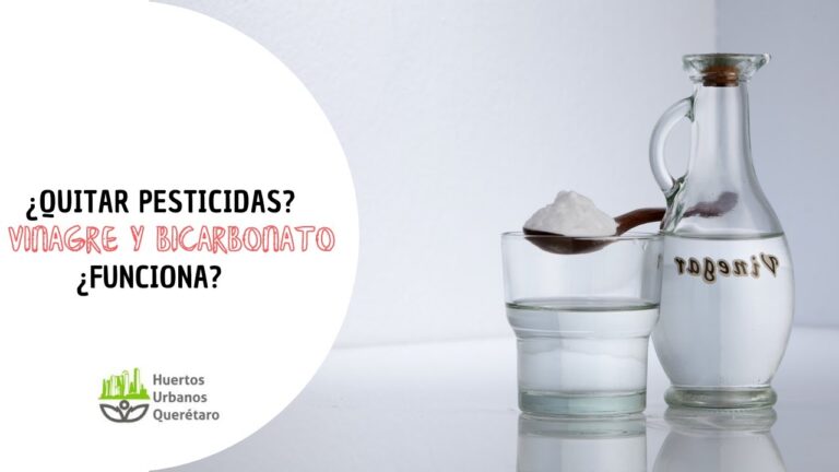 Bicarbonato y Vinagre: El Dúo Perfecto para el Cuidado de tus Plantas