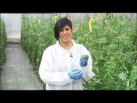 Descubre por qué el tomate adora las semillas