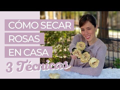 Cómo conservar una rosa para siempre