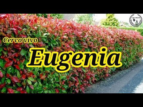 Cuidados Esenciales para la Eugenia Planta