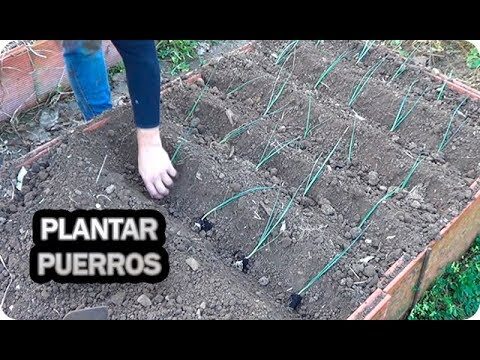 Guía Práctica para Plantar Puerros con Éxito