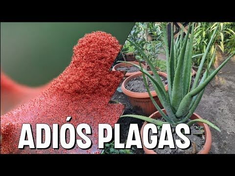 Eficacia del Insecticida con Aloe Vera en el Control de Plagas
