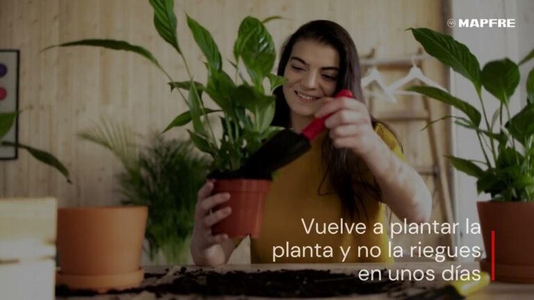 Cómo identificar si una planta está seca o ahogada