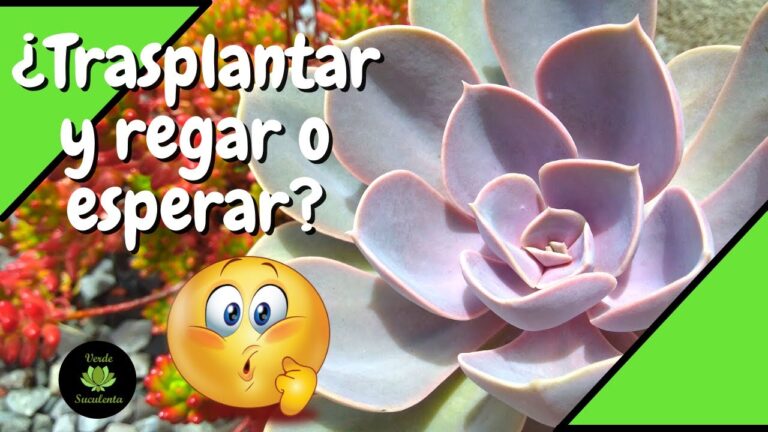 Es bueno regar tras el trasplante: claves para el éxito