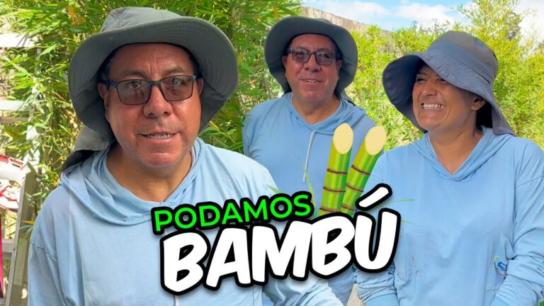 Guía Esencial para la Poda del Bambú