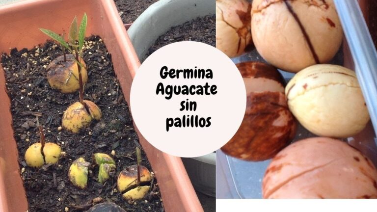 Cómo germinar aguacate sin palillos de manera efectiva