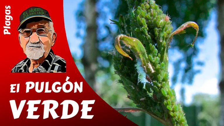 Cómo eliminar bichos pequeños verdes en casa