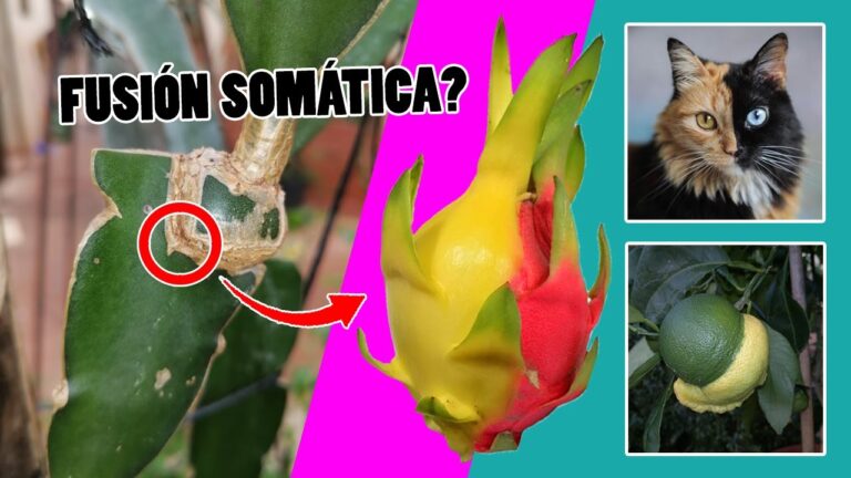 El Fascinante Mundo de las Plantas Quimeras