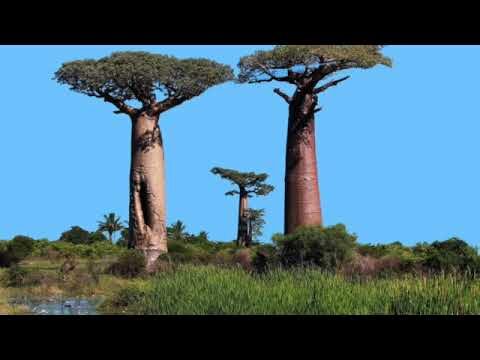 Clasificaci&oacute;n del &Aacute;rbol Baobab: G&eacute;nero y Especies