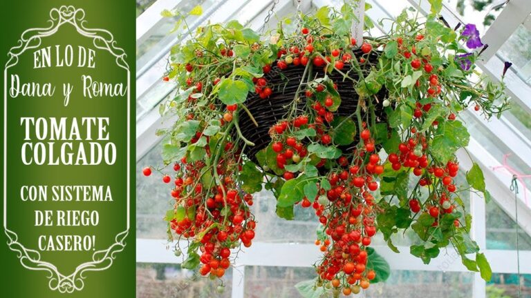 Guía Definitiva para Cultivar Tomateras Colgantes
