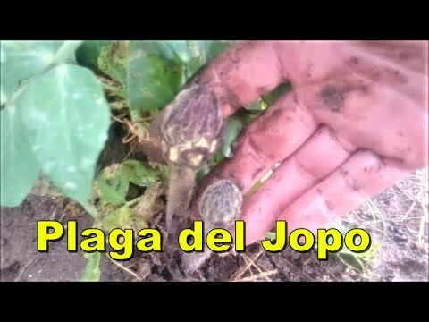 Jopo de las Habas: Un An&aacute;lisis de su Impacto Cultural y Ecol&oacute;gico