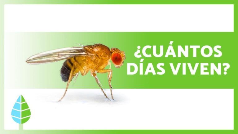 El Origen de las Moscas: ¿De Dónde Provienen?