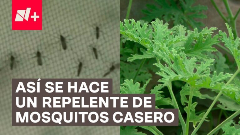 Eficacia de la citronela como repelente natural