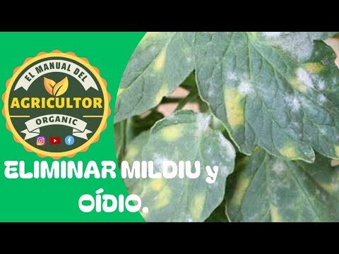 Control Efectivo del Mildiu Oidio en Tomate