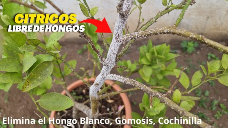 Fungicida Casero Efectivo para Lim&oacute;n