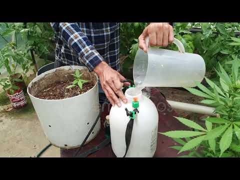 Eficacia del Jabón Potásico en el Cuidado de Plantas