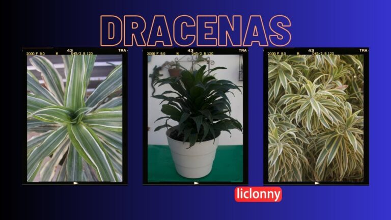 Explorando la Diversidad de la Familia de las Dracenas